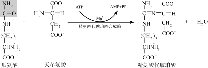 动物体尿素循环