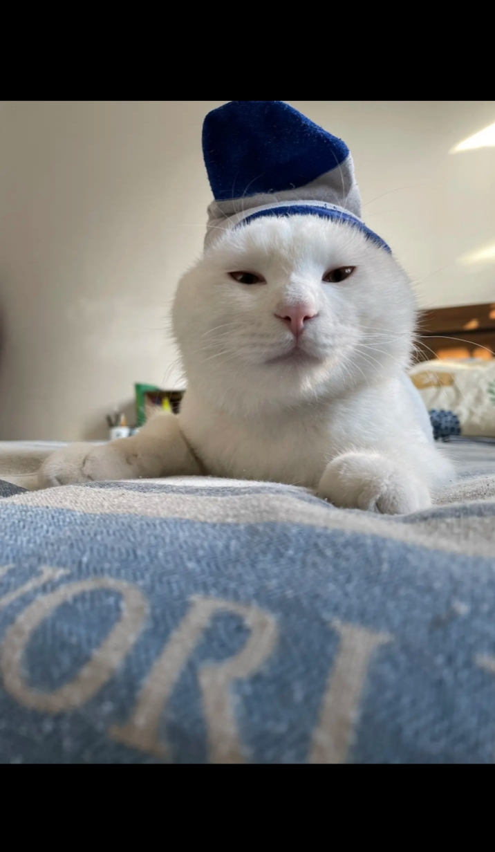 就喜欢这种不屑的眼神,更爱它了