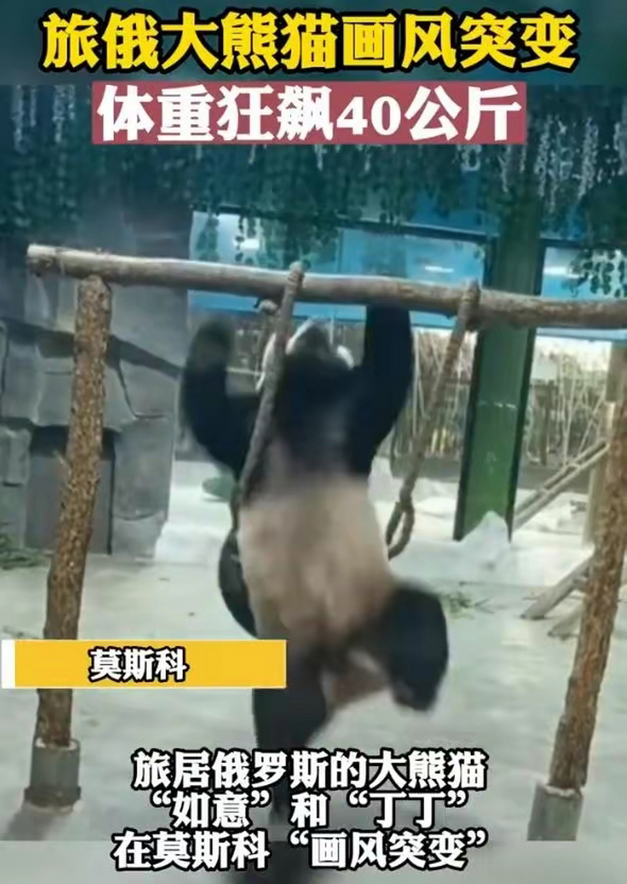 旅俄大熊猫画风突变,体重狂飙40公斤!网友:养的是相当炸裂!
