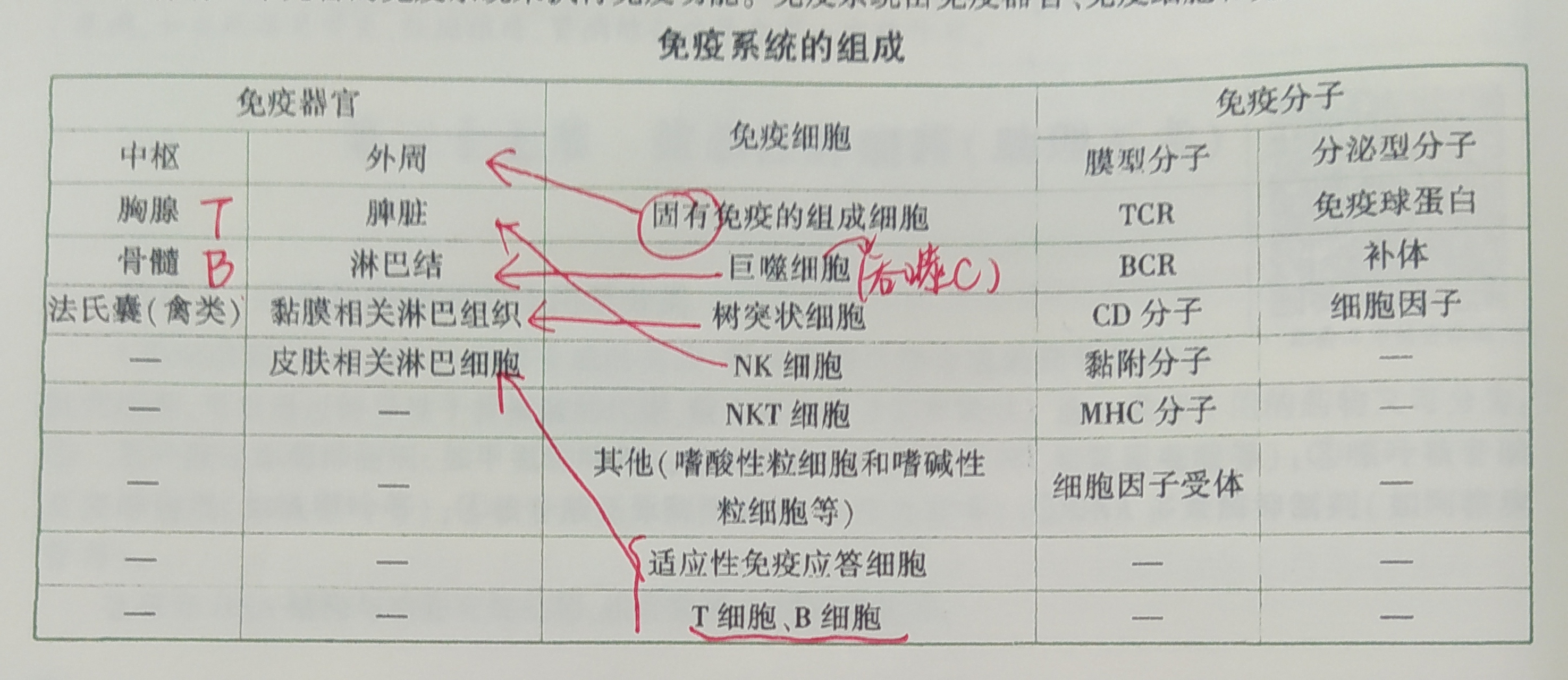 人體免疫系統的組成一一免疫器官,免疫細胞,免疫分子