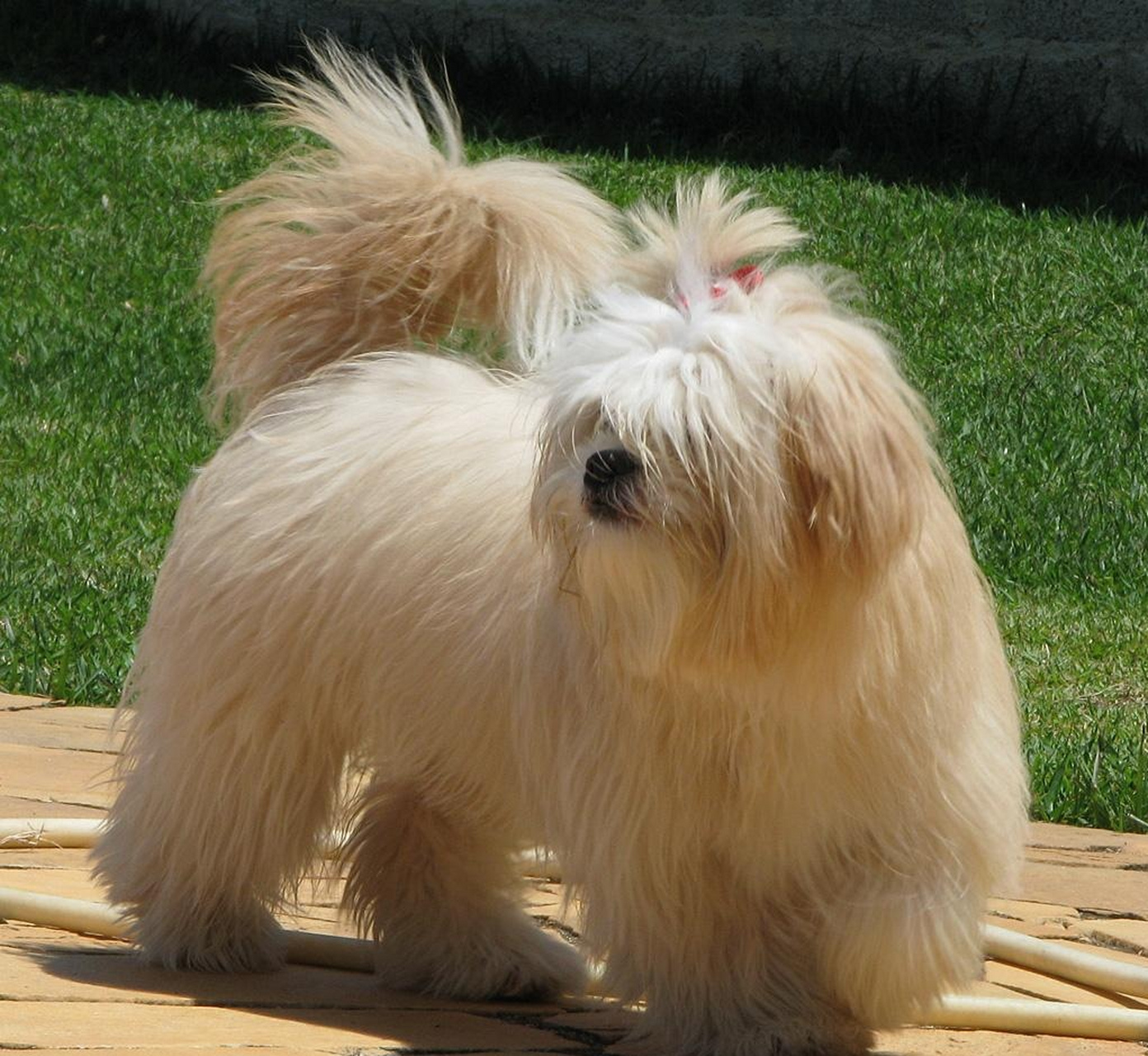 拉萨犬,毛发长是其主要特点