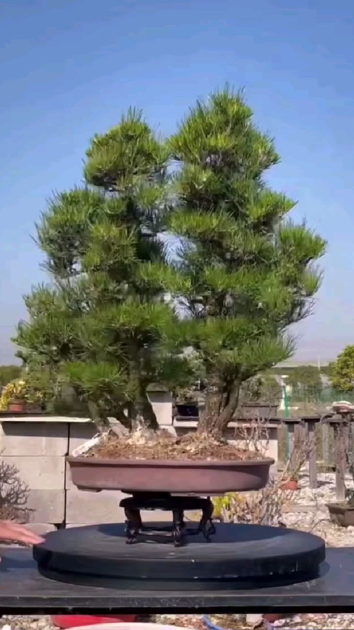 丛林黑松,进口!