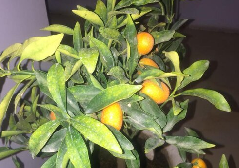 金桔树叶子发黄是什么原因?这几方面改善,挂果持久,增加观赏性