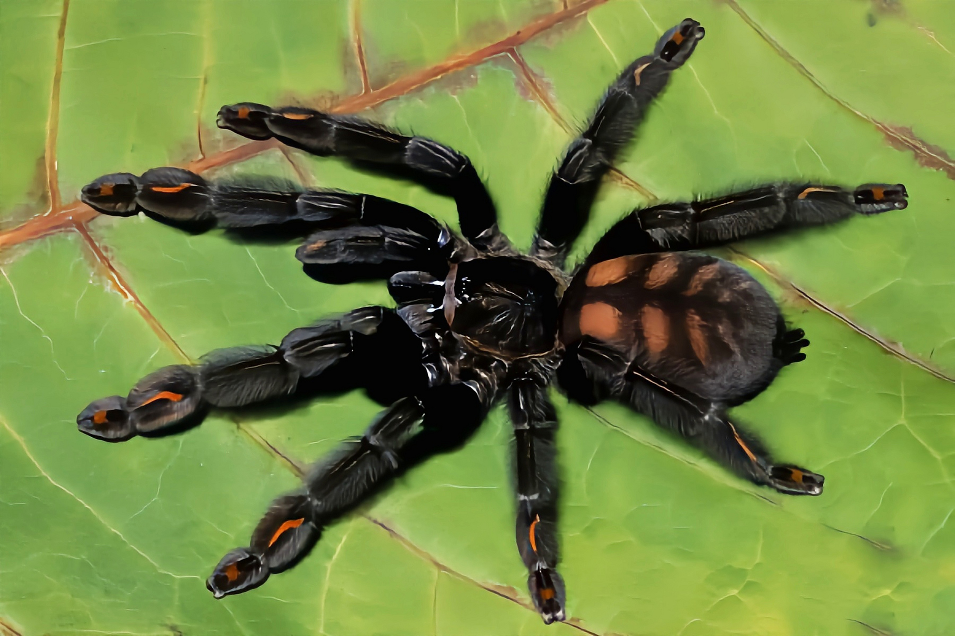 一种昆虫——委内瑞拉太阳虎 委内瑞拉太阳虎别名委内瑞拉老虎尾蜘蛛