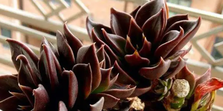 黑王子多肉怎么养殖方法