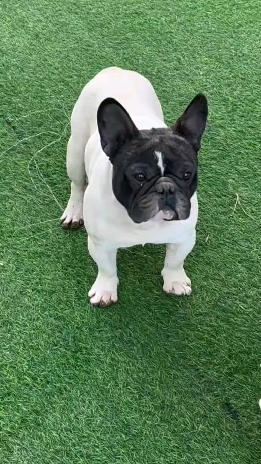 成年黑头净白身弟弟一枚