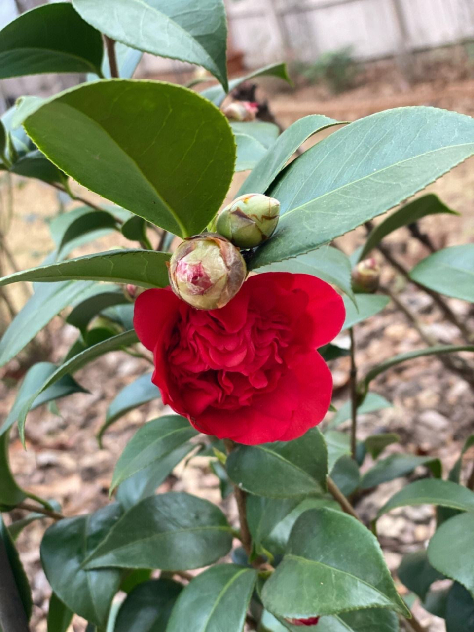 茶花开花的样子图片