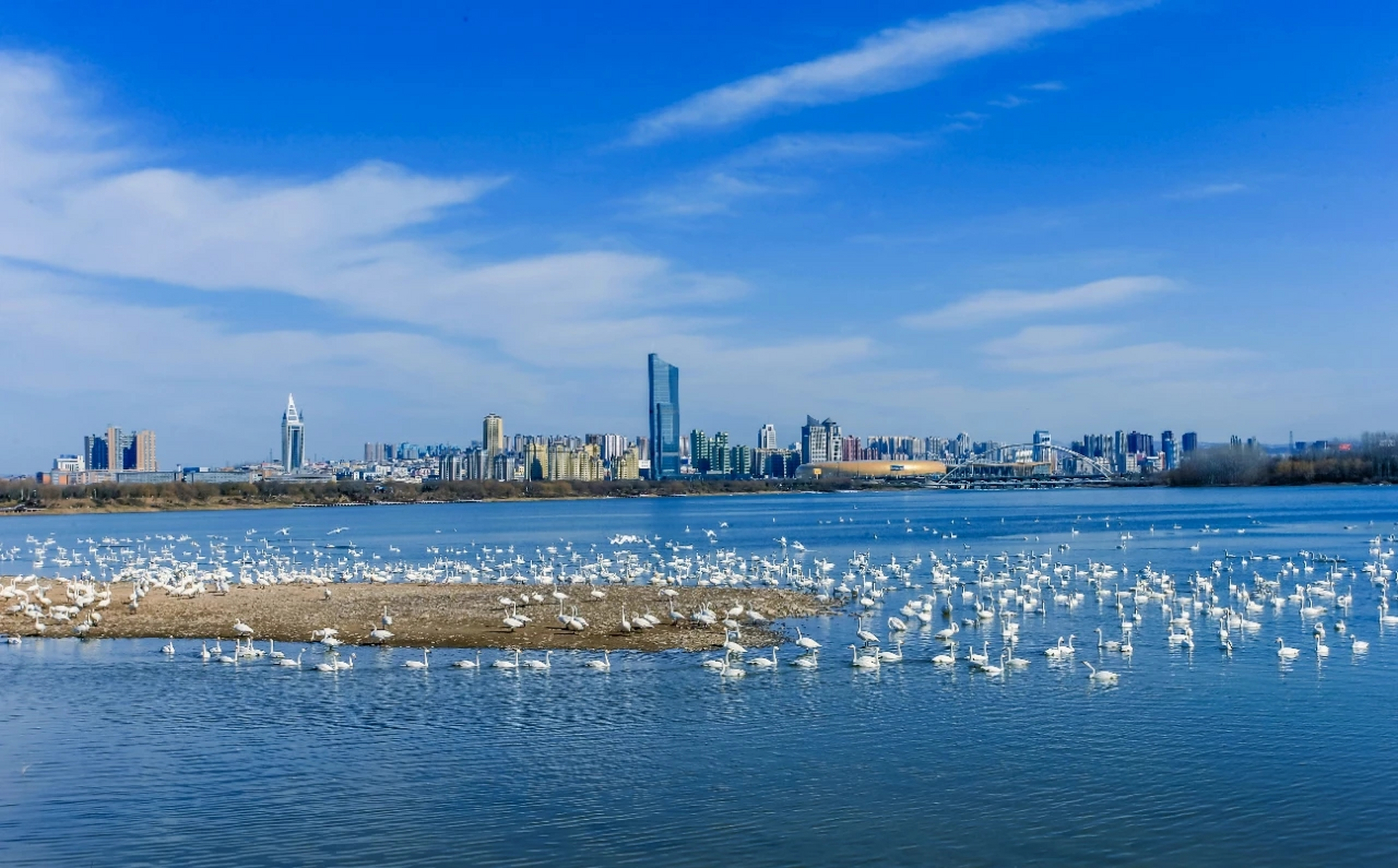 新郑天鹅湖畔图片