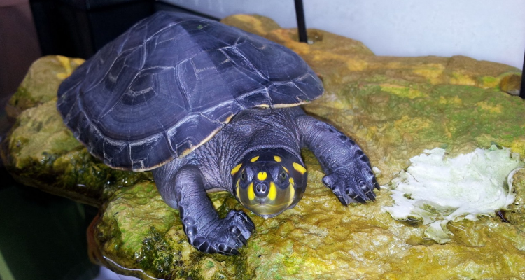 黄头侧颈龟是保护动物吗