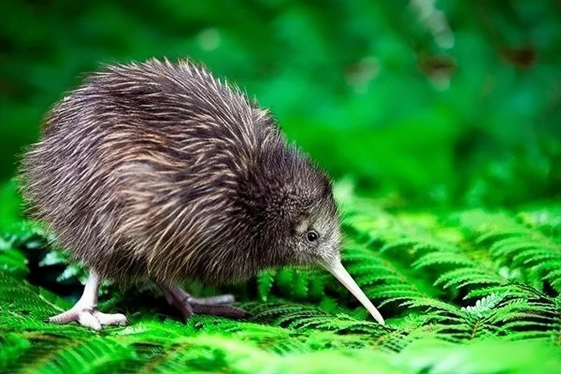 新西兰国鸟在美动物园被虐,民众联名请愿,美动物园道歉!