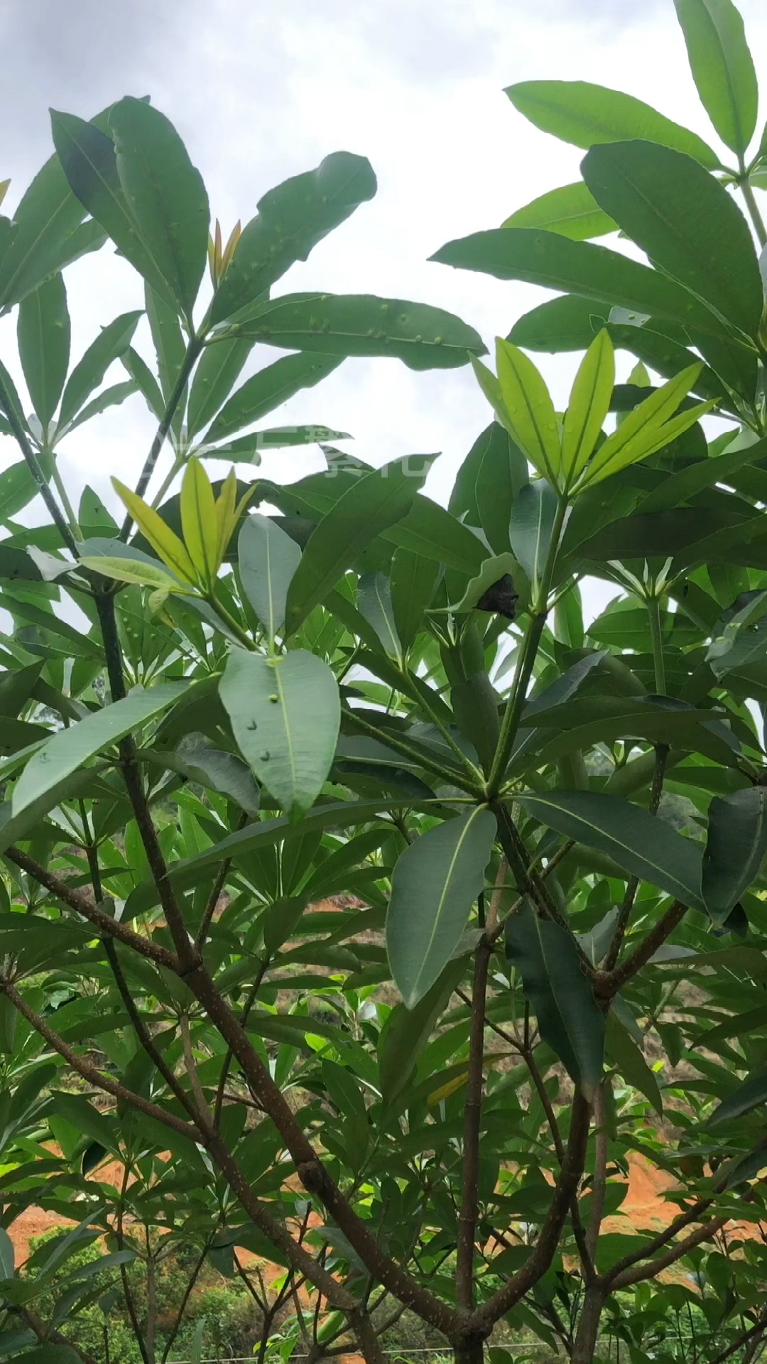 糖胶树名字由来,花朵"臭臭的"有毒吗-度小视