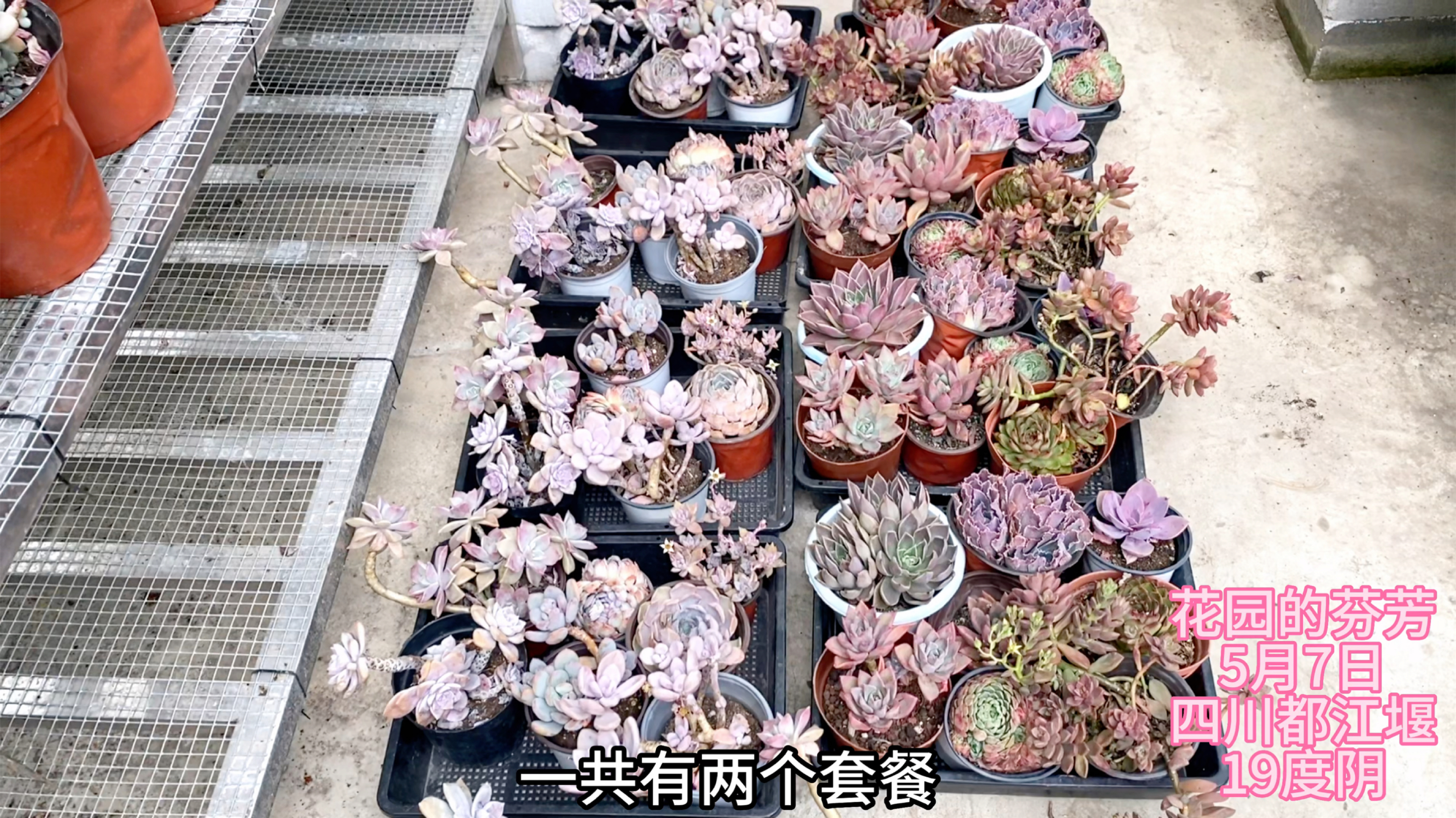 红色系列套餐多肉:粉色系列和紫色系列肉肉,你更喜欢哪种?