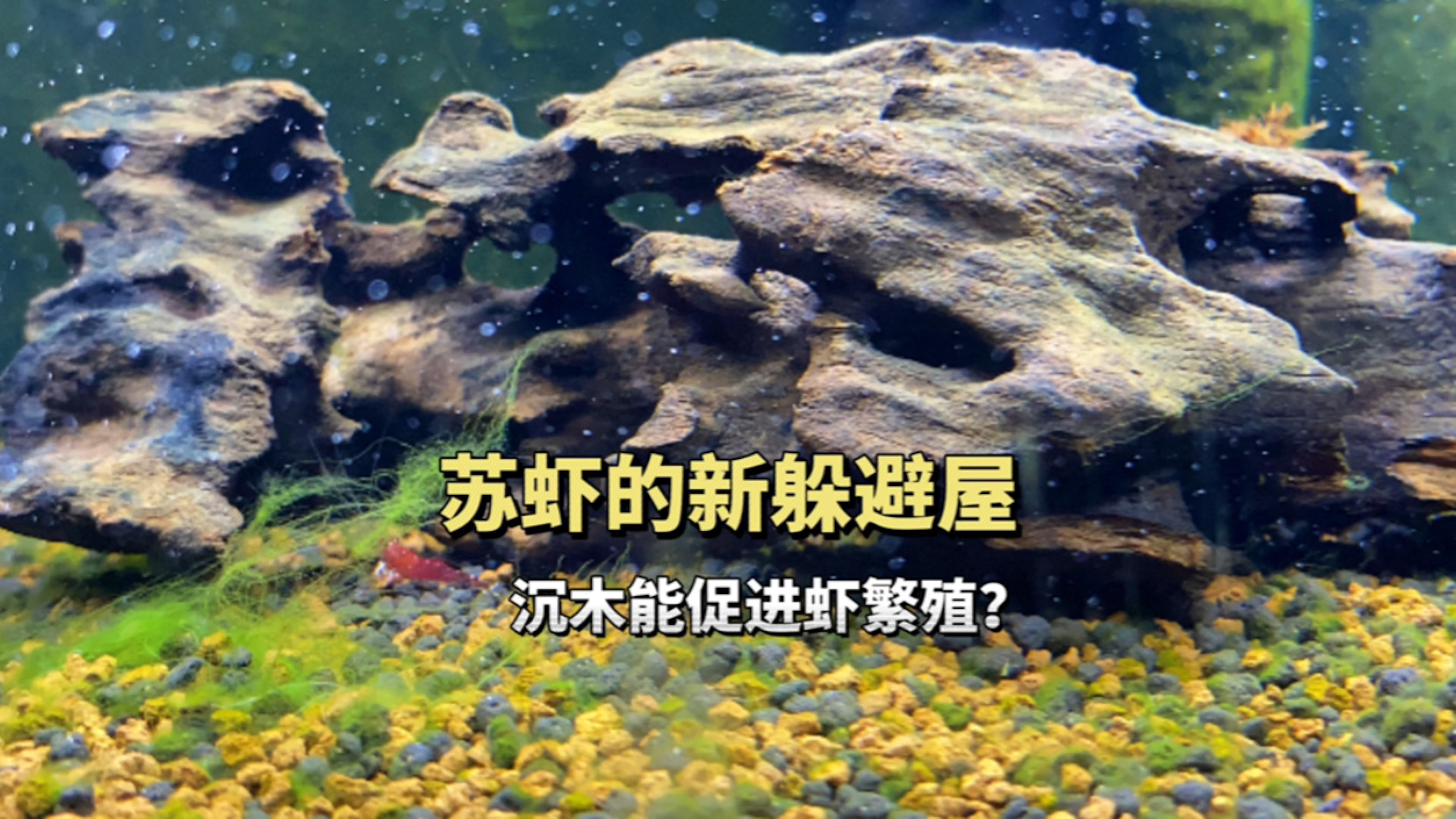 苏虾的新躲避屋,沉木能促进虾繁殖吗?