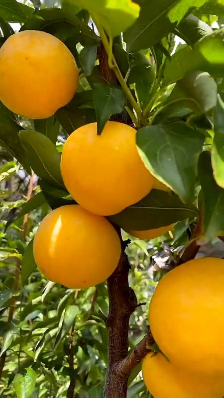 风味皇后李子苗价格 风味皇后李子苗结果表现 美国杏李系列 果个大