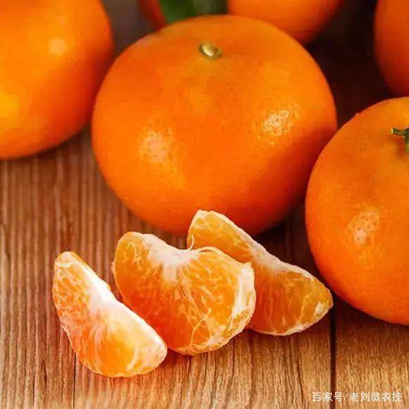 沃柑发展来势汹汹下,作为柑橘老品种的砂糖橘,市场出路在哪里