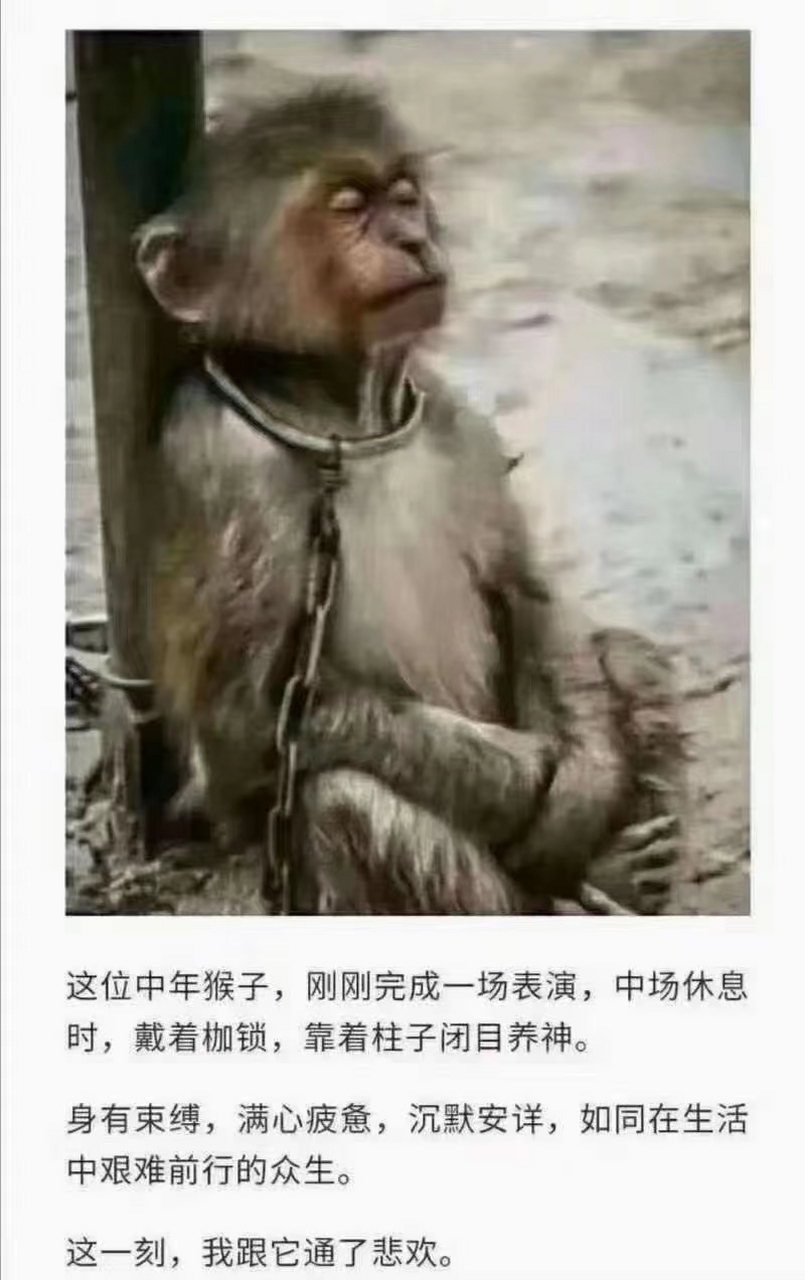 人艰不拆壁纸图片