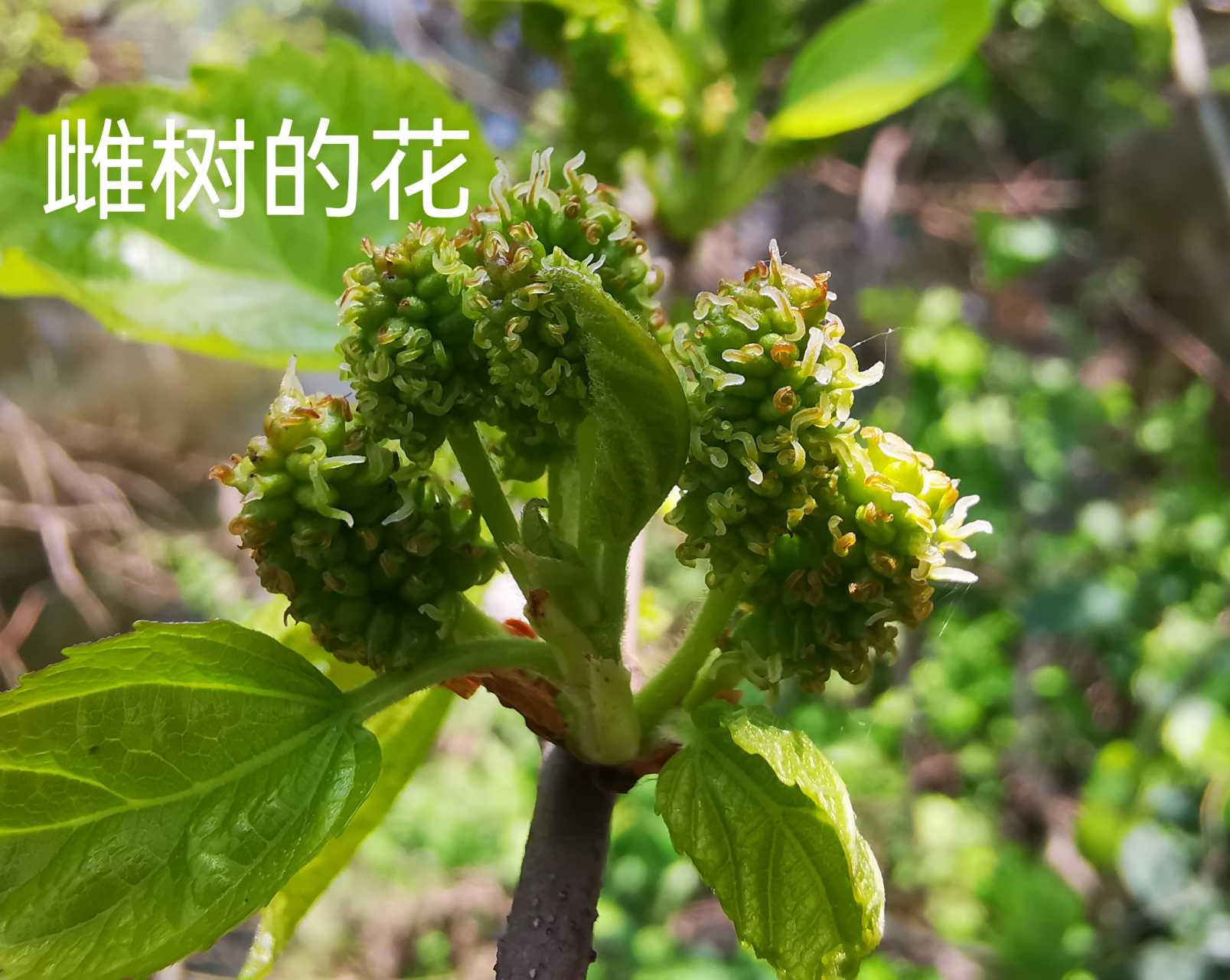 桑树公花母花图片