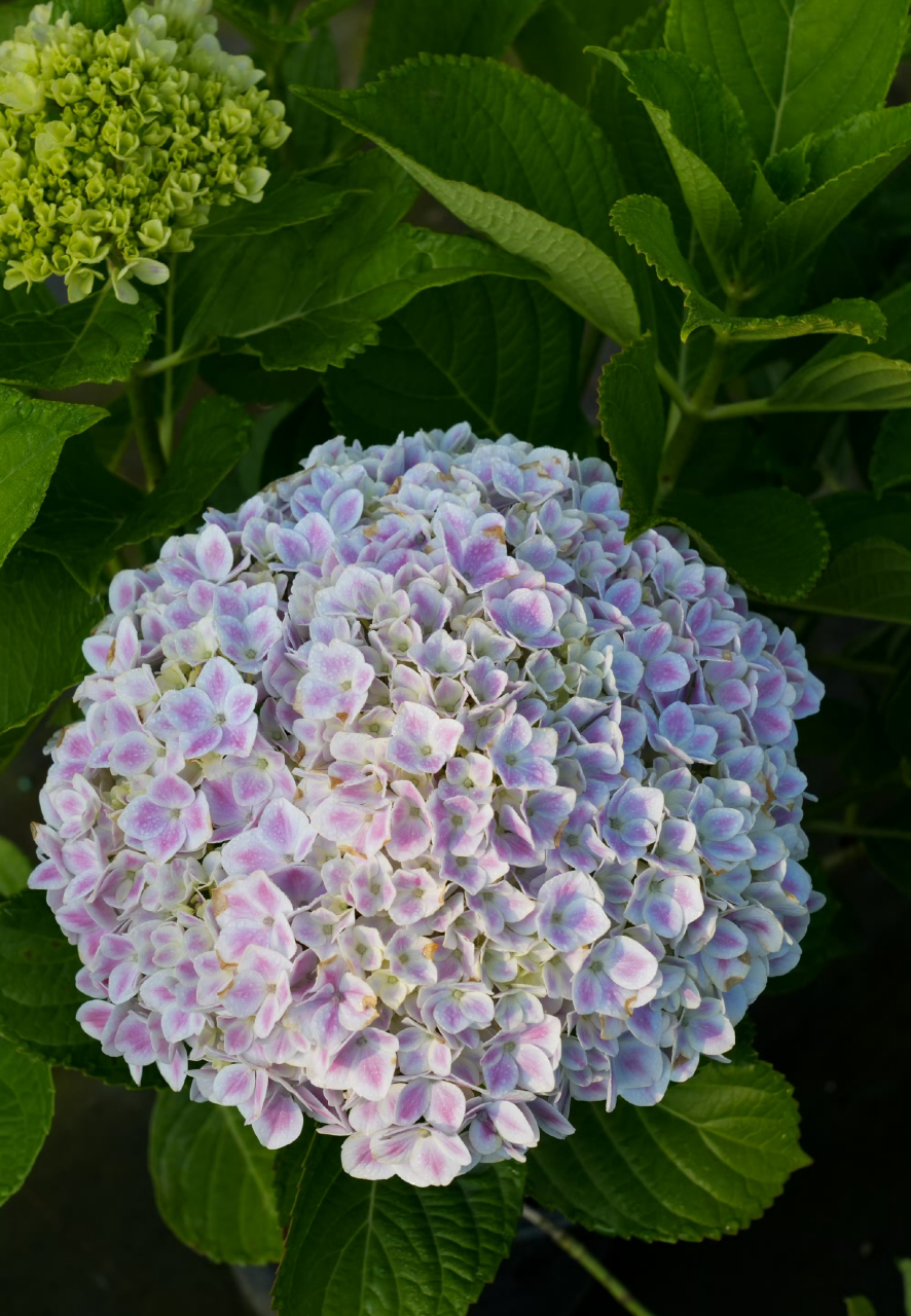 大花绣球修剪最后时机,错过明年可能不开花 转眼已经快立秋了,这个