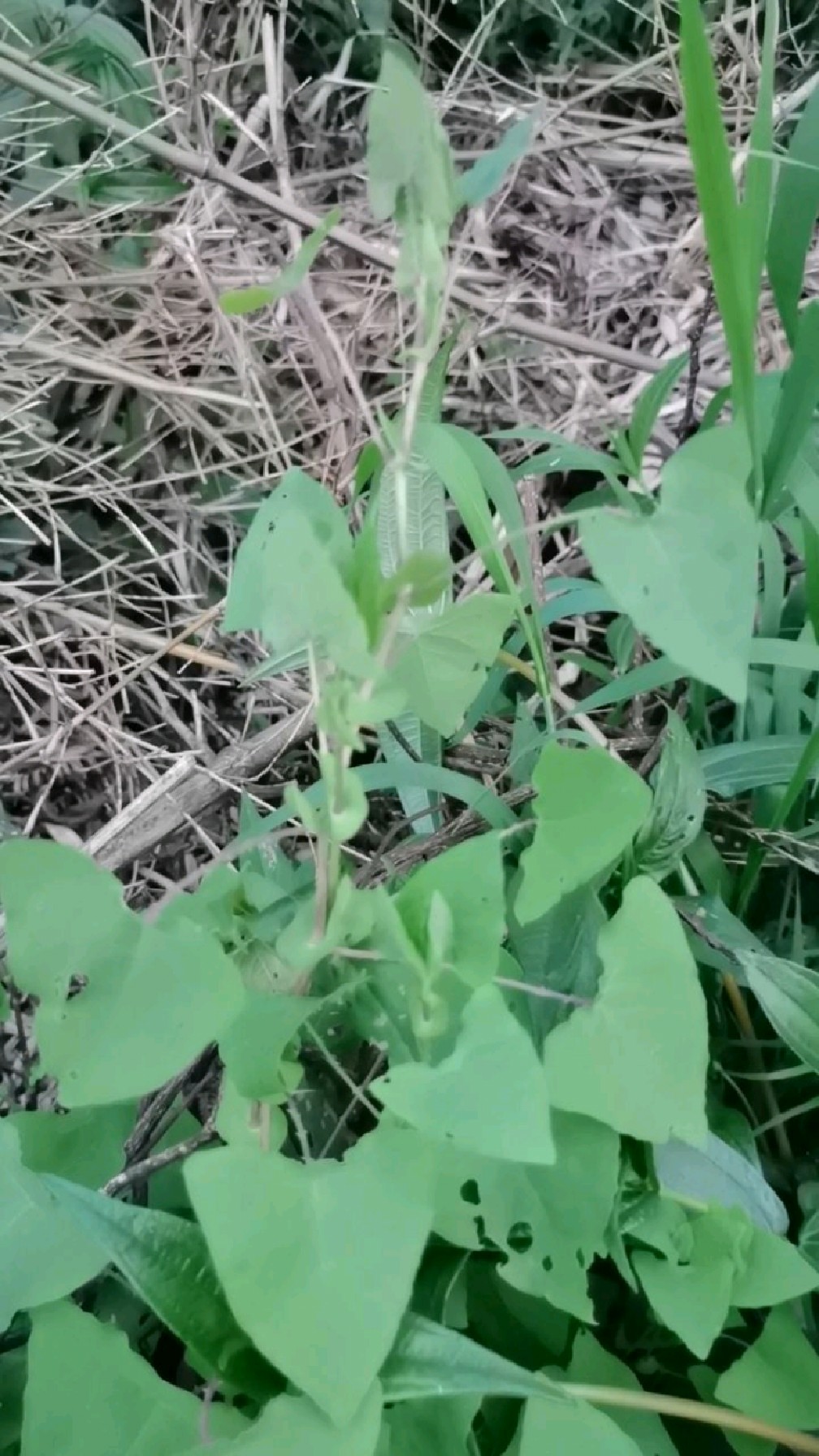 三角形葉片味道酸酸的有刺是野菜也是藥材