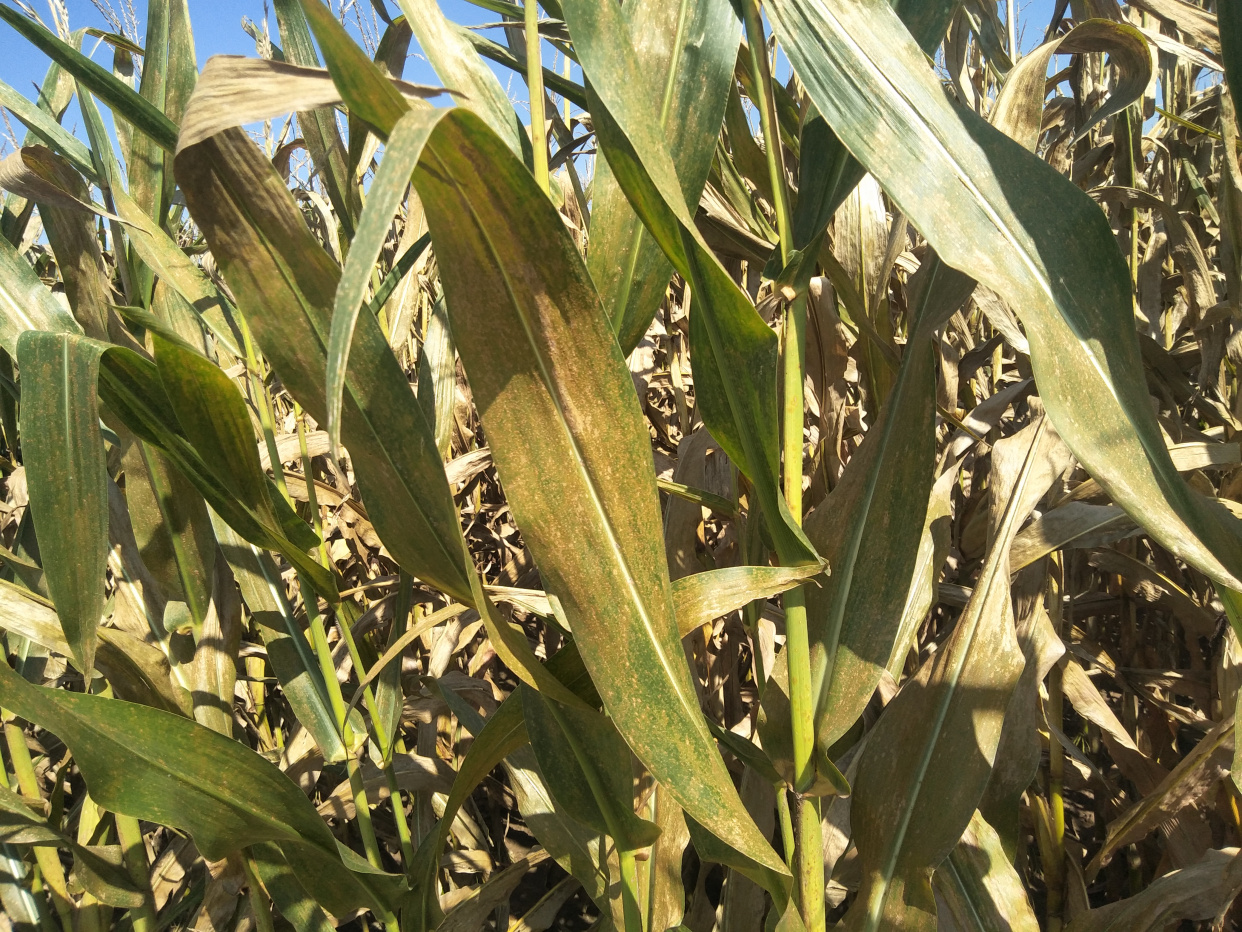 玉米锈病发生重,还需加强防治!