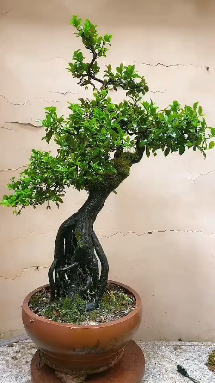 根艺金弹子,不记得嫁接什么品种了,现在满树小果.