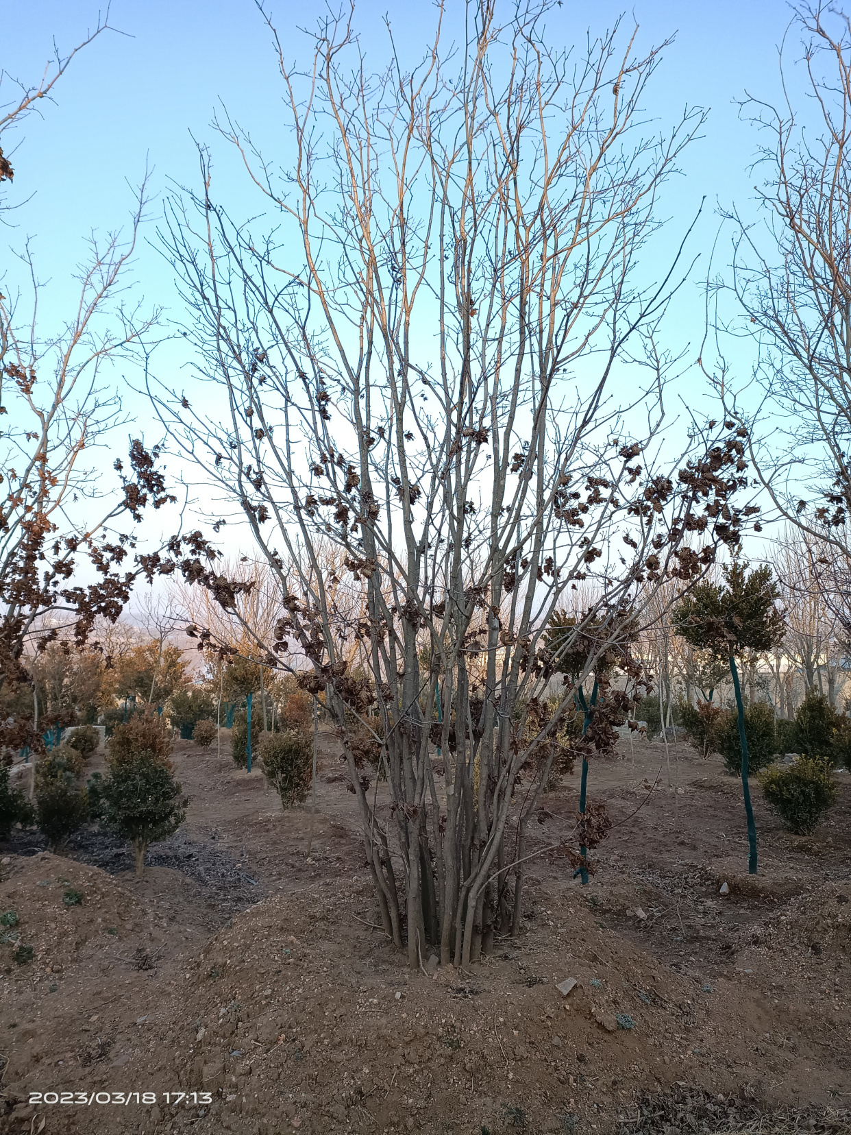 精品丛生九角枫