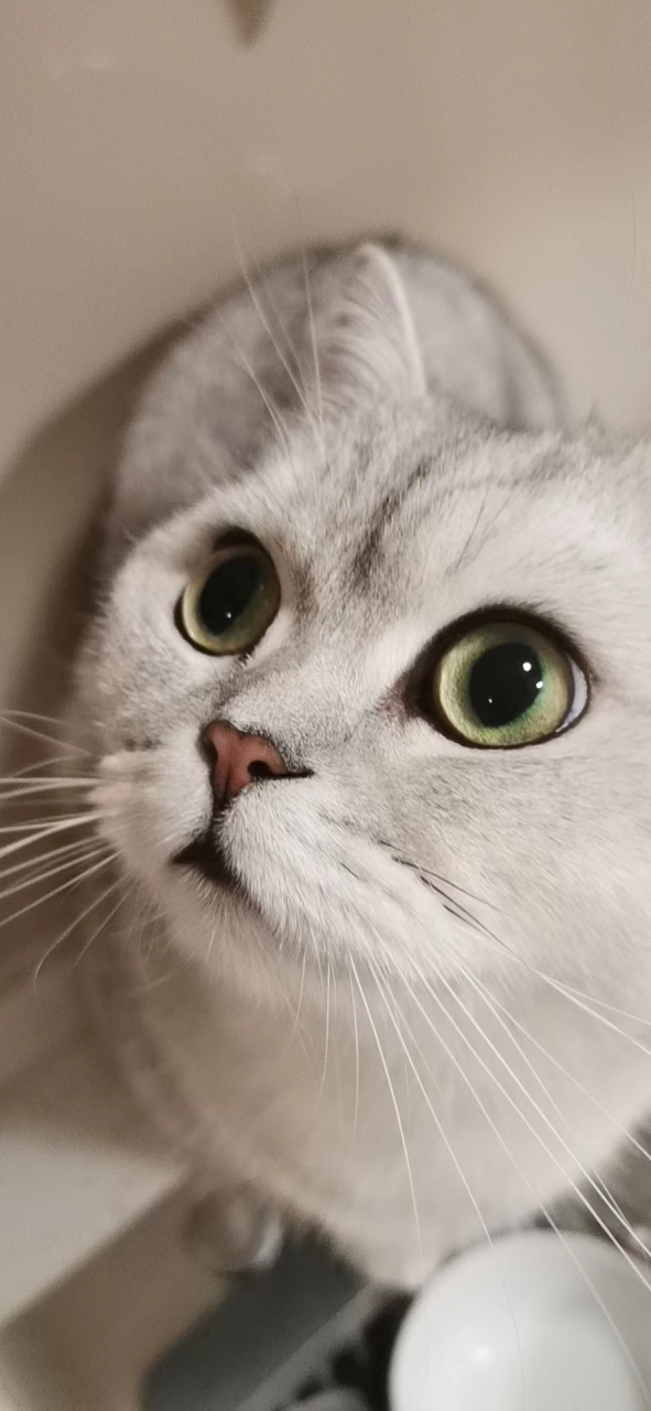 我家小猫咪的盛世美颜