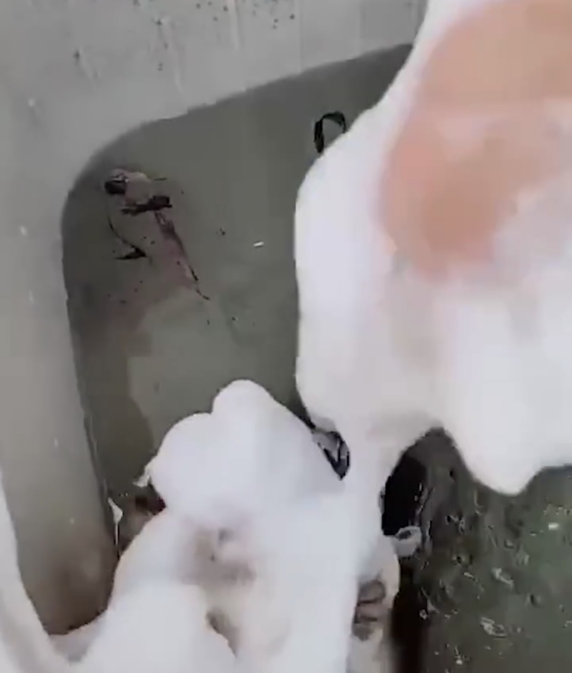 商丘学院回应学生用洗衣机虐狗:很残忍很狡猾,不确定是本校学生