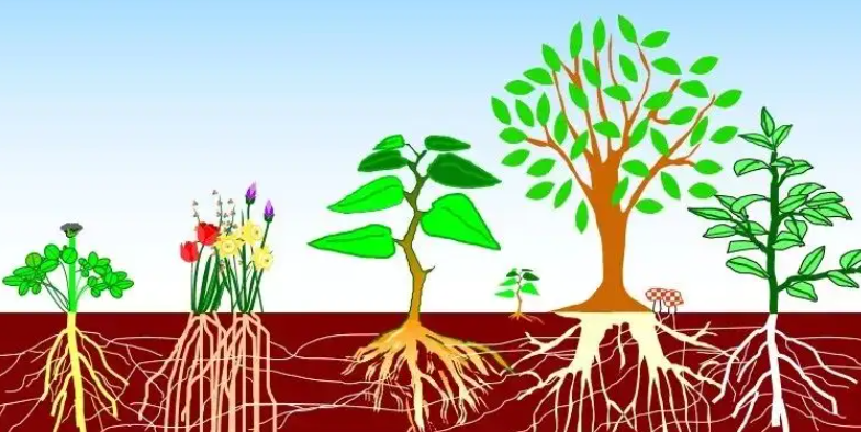 菌根是什么和植物的共生体