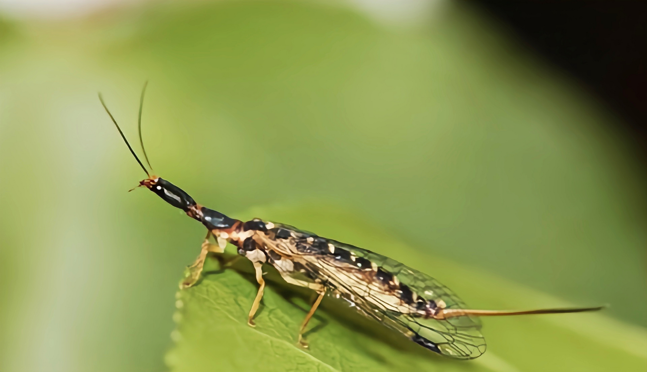 每天认识一种昆虫——蛇蛉 蛇蛉是昆虫纲蛇岭目昆虫的通称.