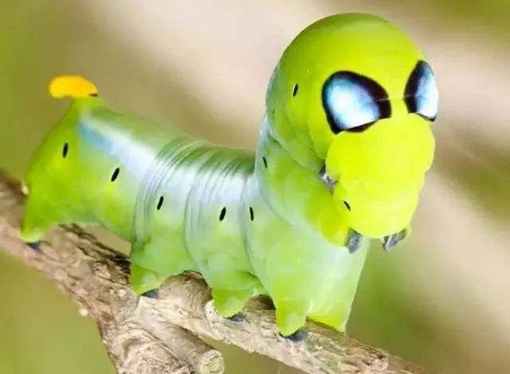 奇妙的昆虫-夹竹桃天蛾 夹竹桃天蛾是天蛾科白腰天蛾属昆虫,幼虫身上