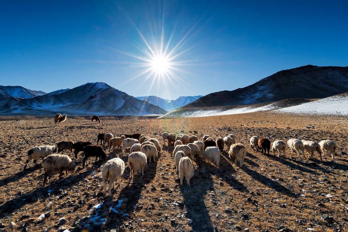 跟随李娟《冬牧场》,走进极寒戈壁荒野