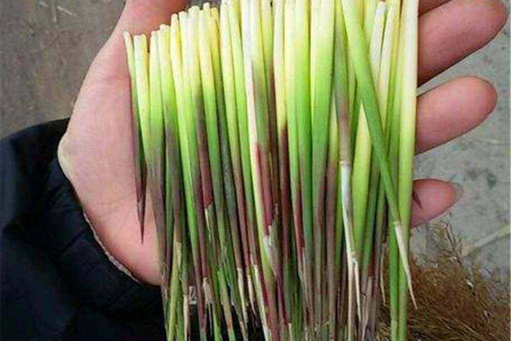 茅芽——春天的记忆