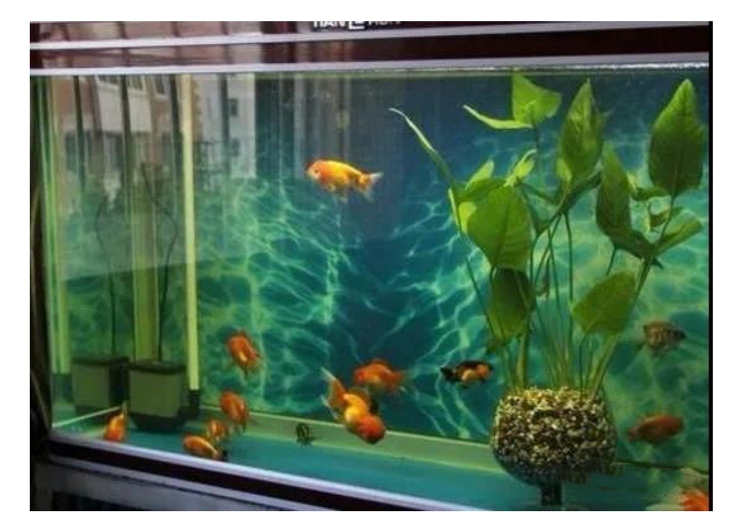 家里养鱼养几条最好?你家养对了吗?