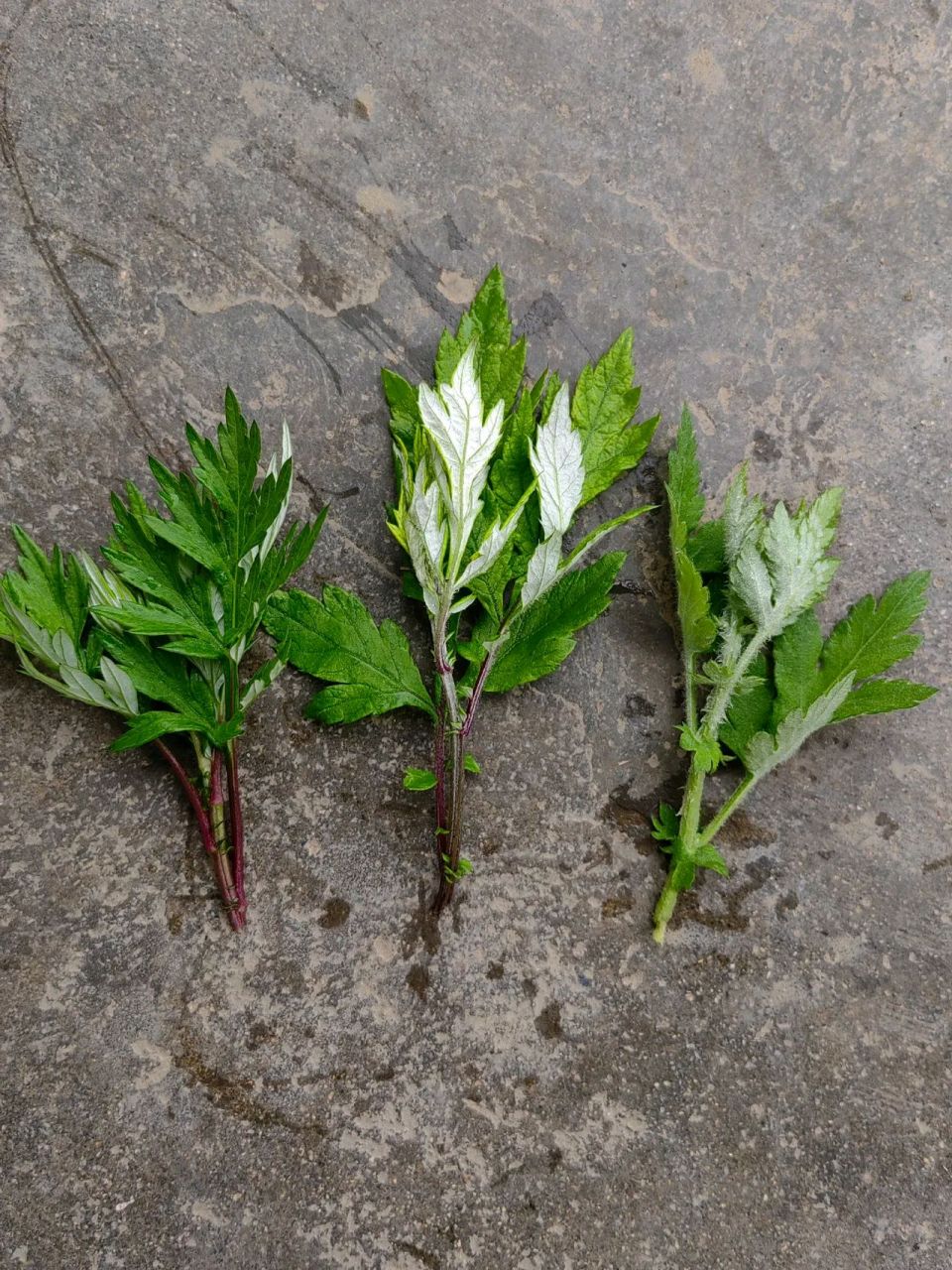 考考你,你觉得哪朵是艾叶?