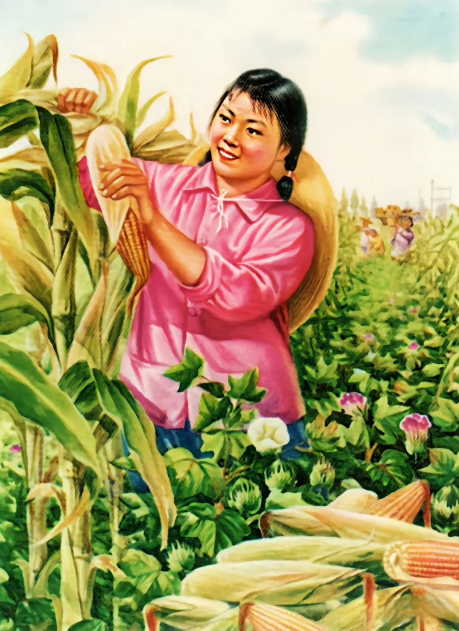 老宣传画:玉米丰收