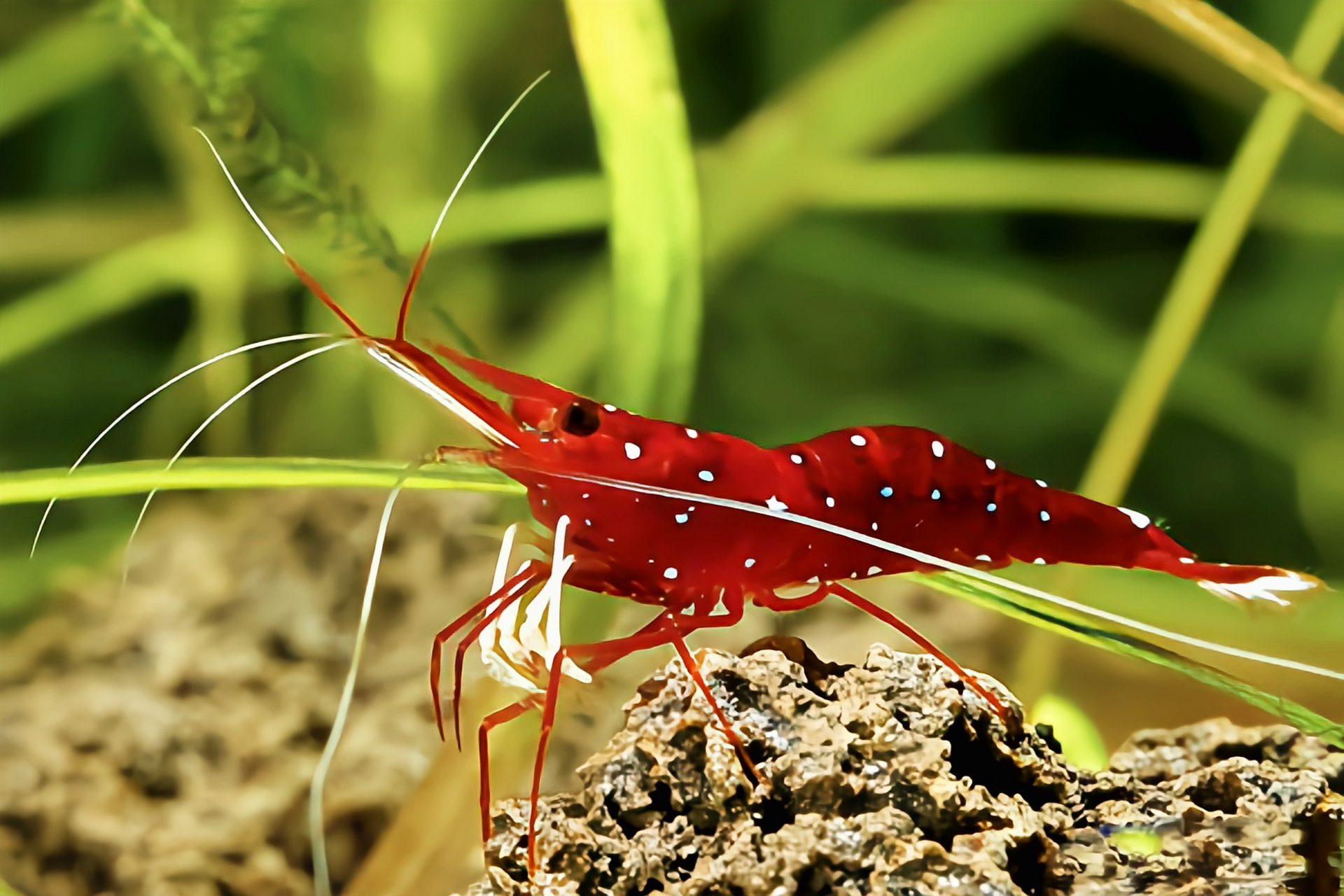 每天认识一种动物——白袜虾 白袜虾别名丹纳氏米虾,苏拉威西漫天星虾