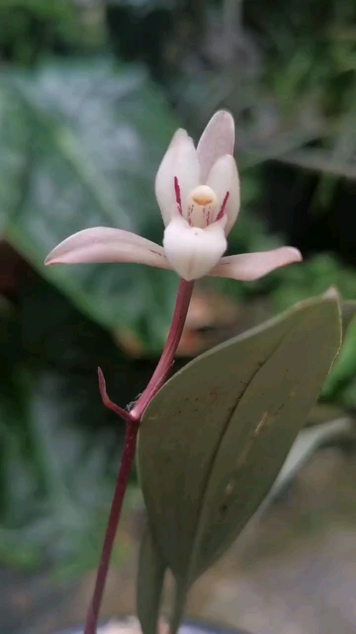 银灰兔耳兰素舌