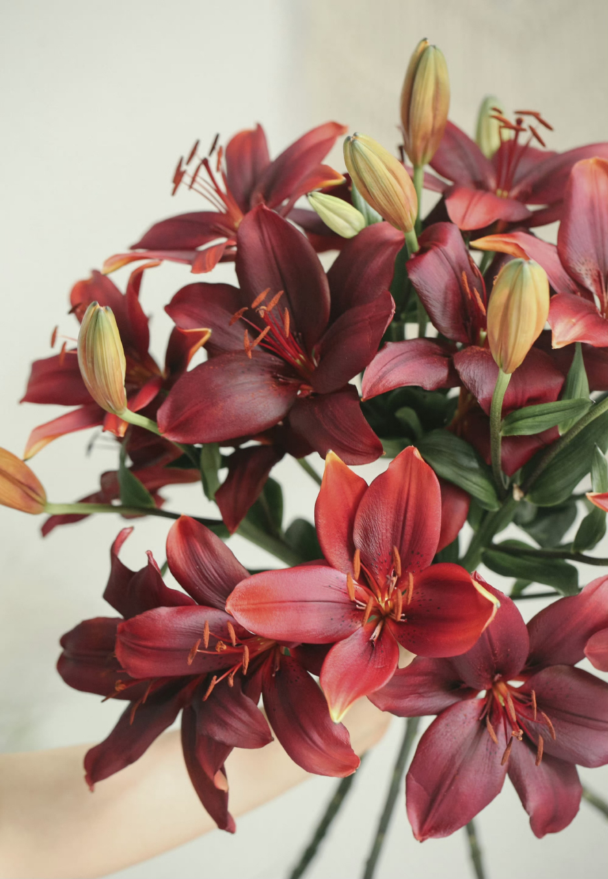 黑宝石百合,纯正的酒红色,自带高级的油亮质感,与众不同也没有什么不