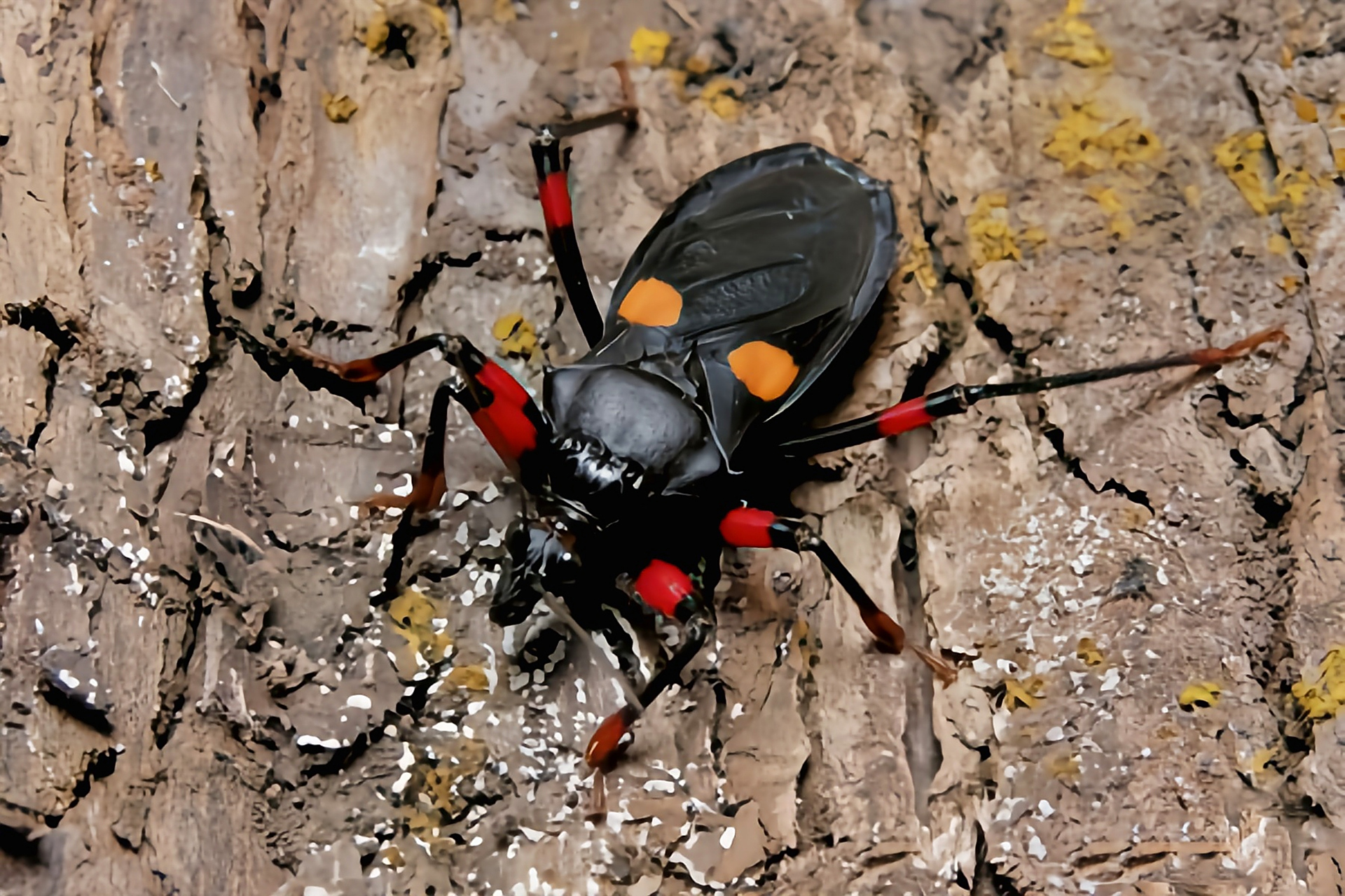每天认识一种昆虫——橙斑猎蝽 橙斑猎蝽别名橙双斑猎蝽,是半翅目