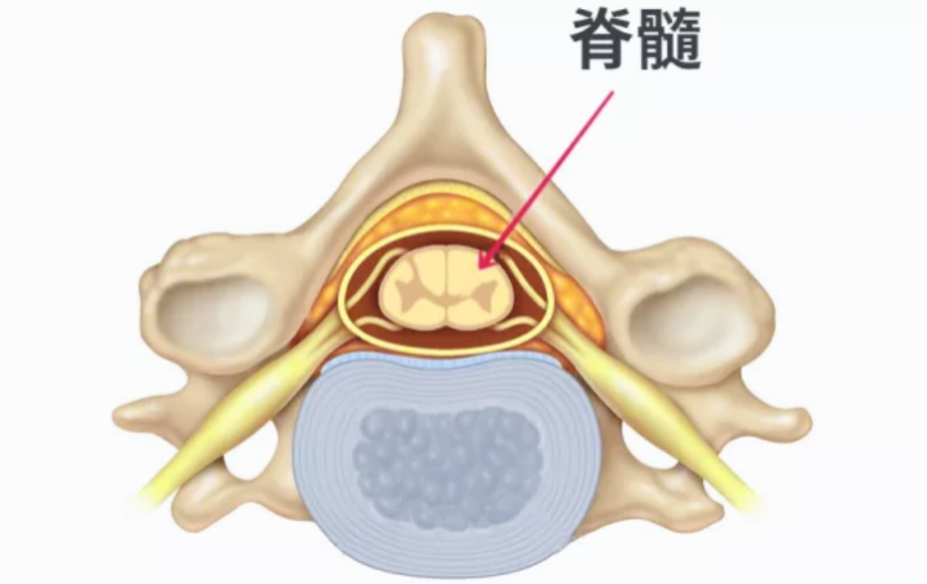 脊髓分布在哪里?它的作用是什么?