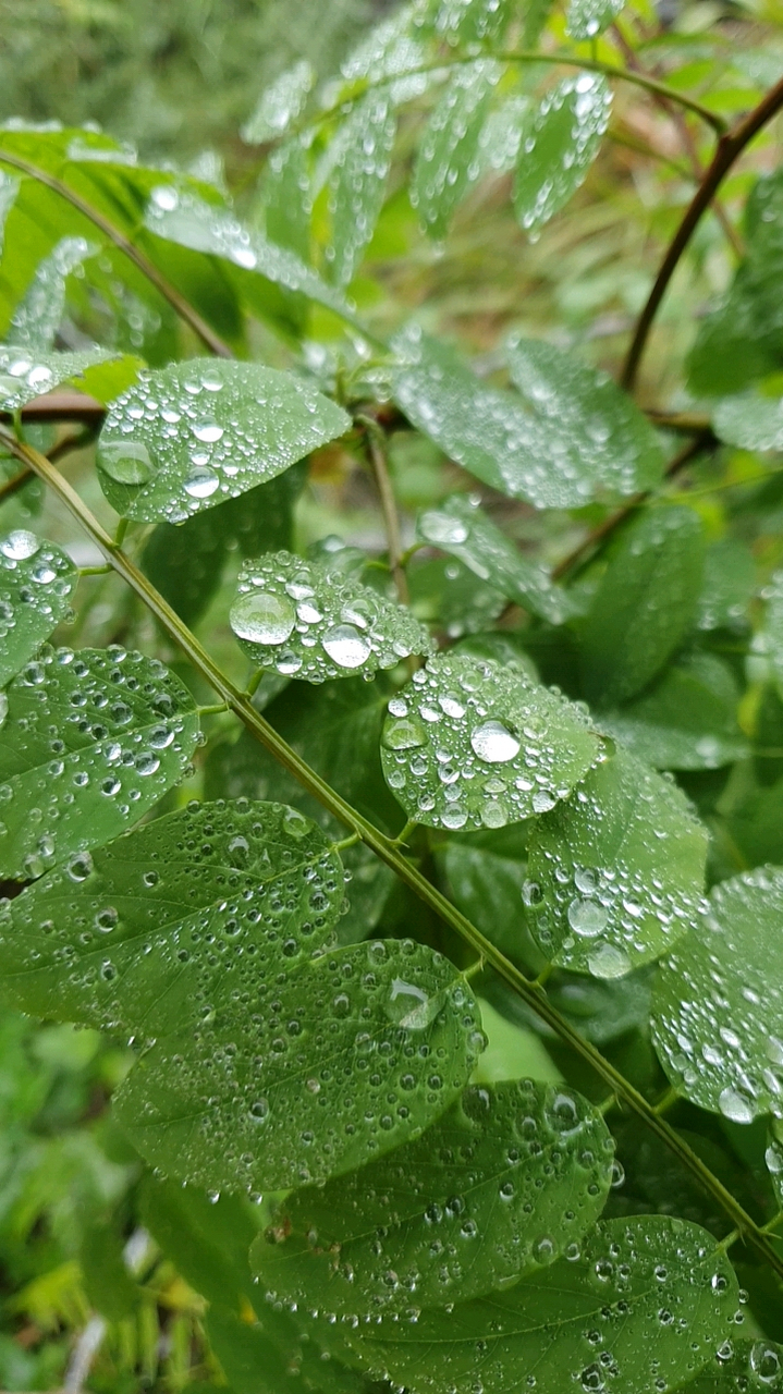 雨后的绿树叶
