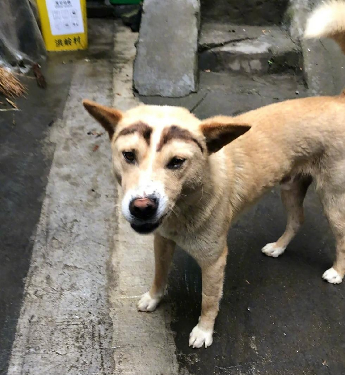 搞笑# 我家主人说纹眉老板真大方,买一送二.你们说我们哪个更好看?