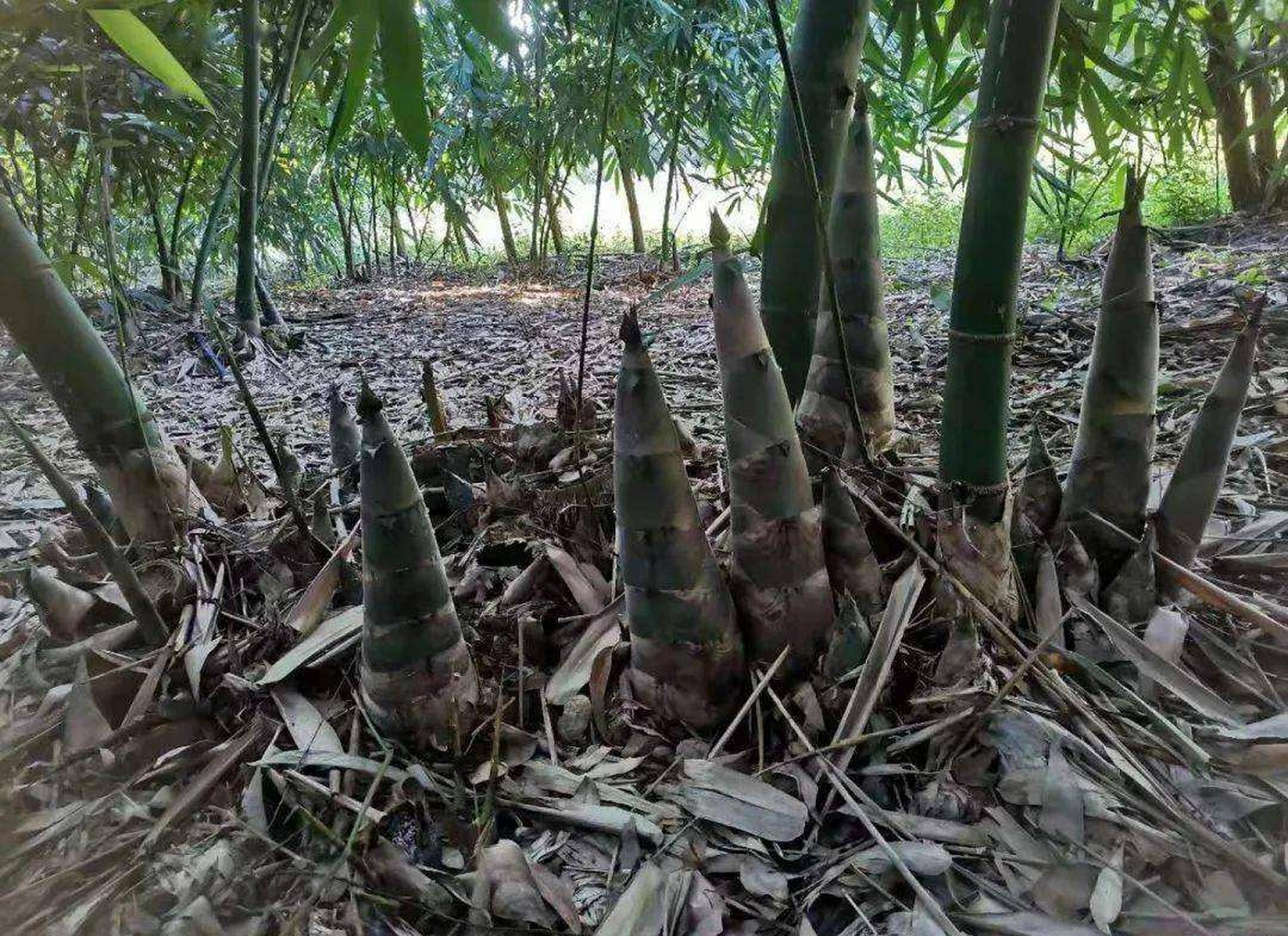 墙上芦苇,头重脚轻根底浅. 山间竹笋,嘴尖皮厚腹中空.