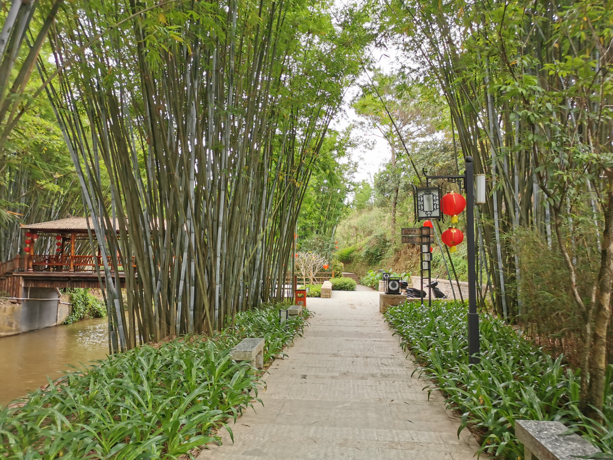 粤西小城风景之信宜旺同竹林