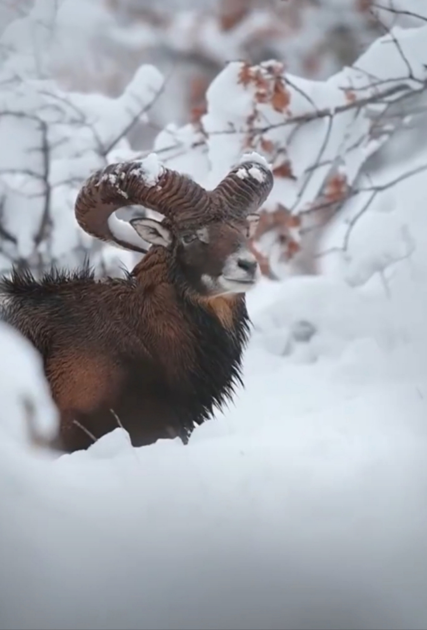雪地中的欧洲盘羊