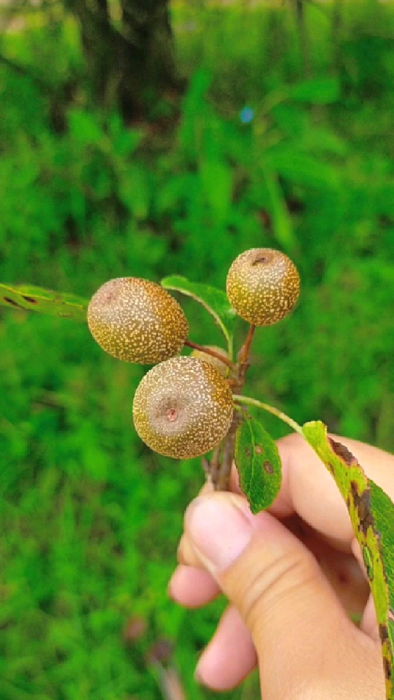 长在深山的棠梨树,是农村人嫁接梨树的枮木67,果实累累却酸涩无奈没