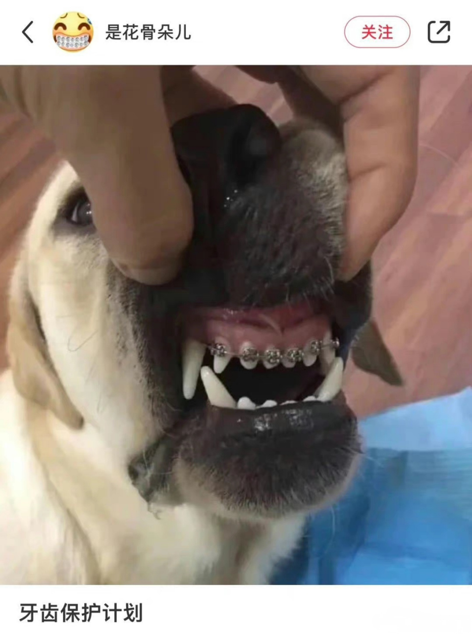 第一次看到狗狗戴牙套.
