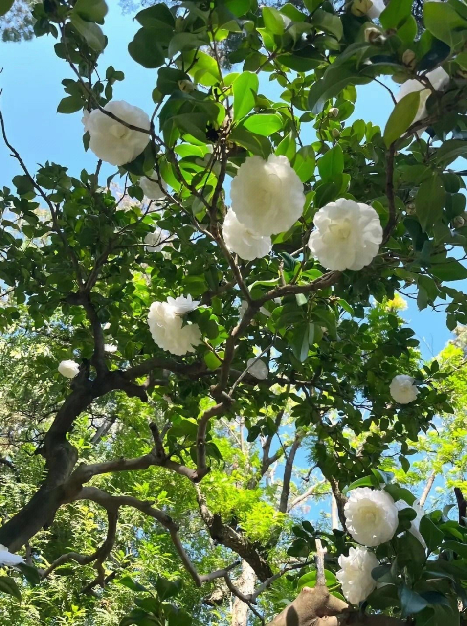 白色山茶花花语:你怎敢轻视我对你的爱! [二哈]