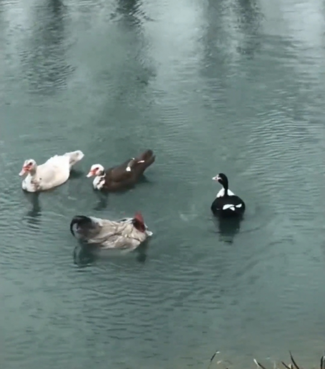 这是什么鸡,竟然会游泳!